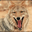 Laughing Coyote