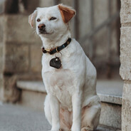 dog Steam avatar