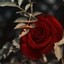 Roseth