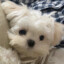 Oliveria_12