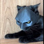 batcat