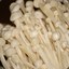 Enoki Ken