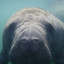 Manatee