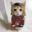 Curco_Gatito