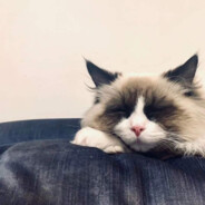 𝓐𝓦𝓖𝓦𝓞𝓦𝓓𝓟