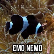 Nemo