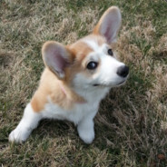 Corgi Inc.