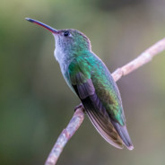 BeeBird