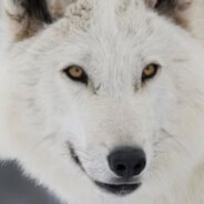 LoneWhiteWolf