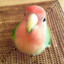 The birb known as Walter Melone