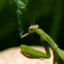 Mantis smoking a roach