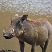 Pumba - steam id 76561197969933607