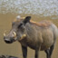 Pumba
