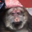 Funny Monkey