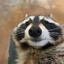 Sarov_Raccoon