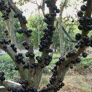 jabuticaba do sexo