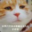 倾城小阳
