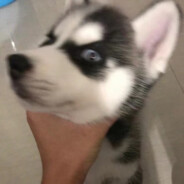 伯乐看了都说好马