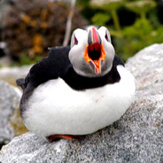 Huffin' Puffin