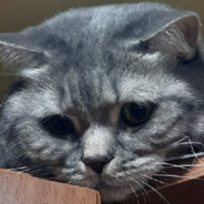 Кемеровскоебыдло