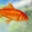 underwater sea fish's avatar