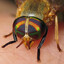 yellow fly of the dismal swamp