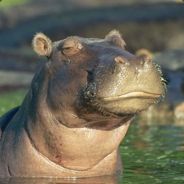 Skarpi - steam id 76561197961442524