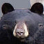 OSO AMOROSO LUJURIOSO