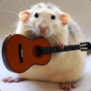 Rato