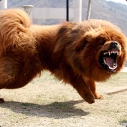 吞天噬地藏獒犬