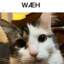 FWÆH