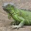Iguana's avatar