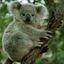 Funky Koala