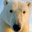 PolarsBeard
