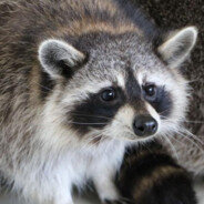 raccoon2077