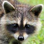 Macabre Raccoon