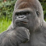 orla - steam id 76561197971309498