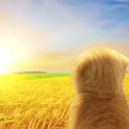 哈基乡里哈基米