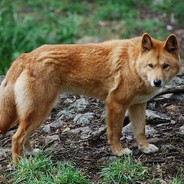 JayLawDingo