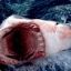 .#{fr}→white shark attack !