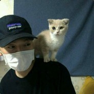 你见过那只猫吗