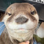 Otterman