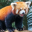 Red Panda-monium