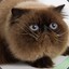 YourMeowjesty