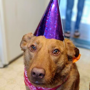 StegoloMANIA's avatar