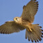 EurasianKestrel