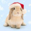 Redstone_Bunny01