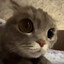 MrJxe's avatar