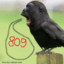 Raven809