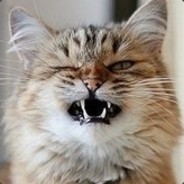 ALLshift - steam id 76561198262796262